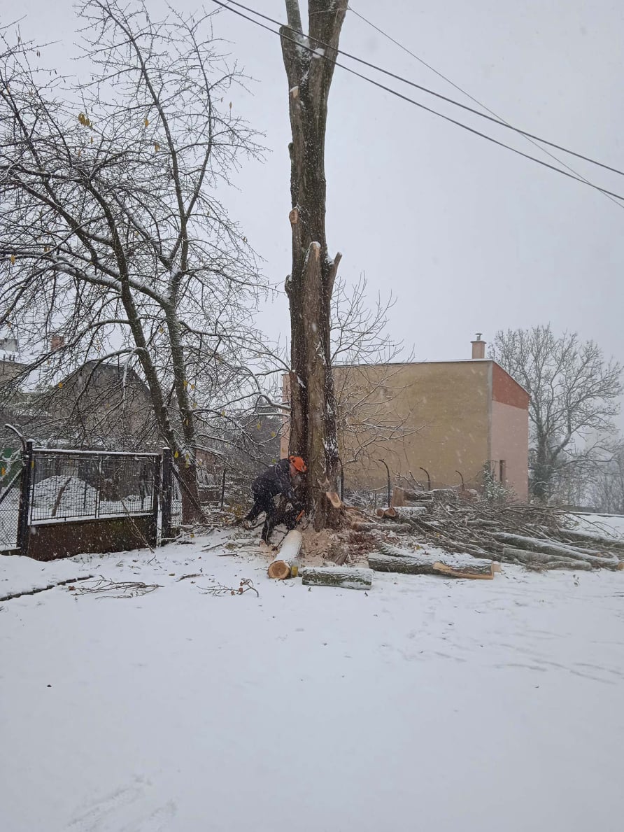 Výškový lezec Aleš Kučera Rizikové kácení stromů Výškové práce Prořezávání stromů a stromku práce s motorovou pilou řezání dřeva ostatní práce horolezeckou technikou