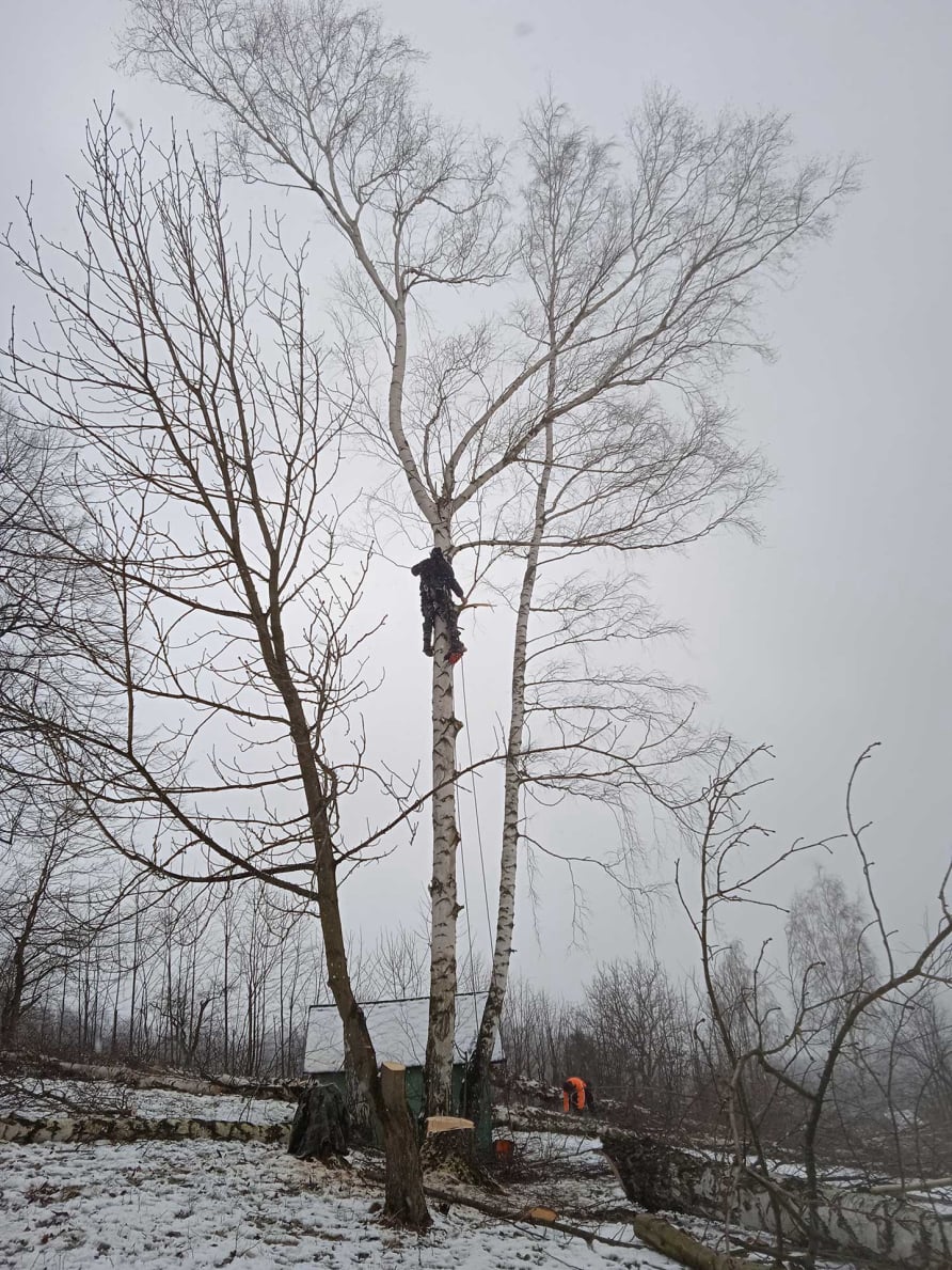 Výškový lezec Aleš Kučera Rizikové kácení stromů Výškové práce Prořezávání stromů a stromku práce s motorovou pilou řezání dřeva ostatní práce horolezeckou technikou