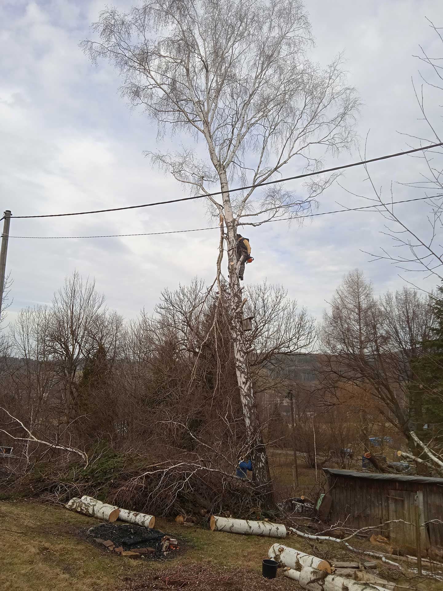 Výškový lezec Aleš Kučera Rizikové kácení stromů Výškové práce Prořezávání stromů a stromku práce s motorovou pilou řezání dřeva ostatní práce horolezeckou technikou