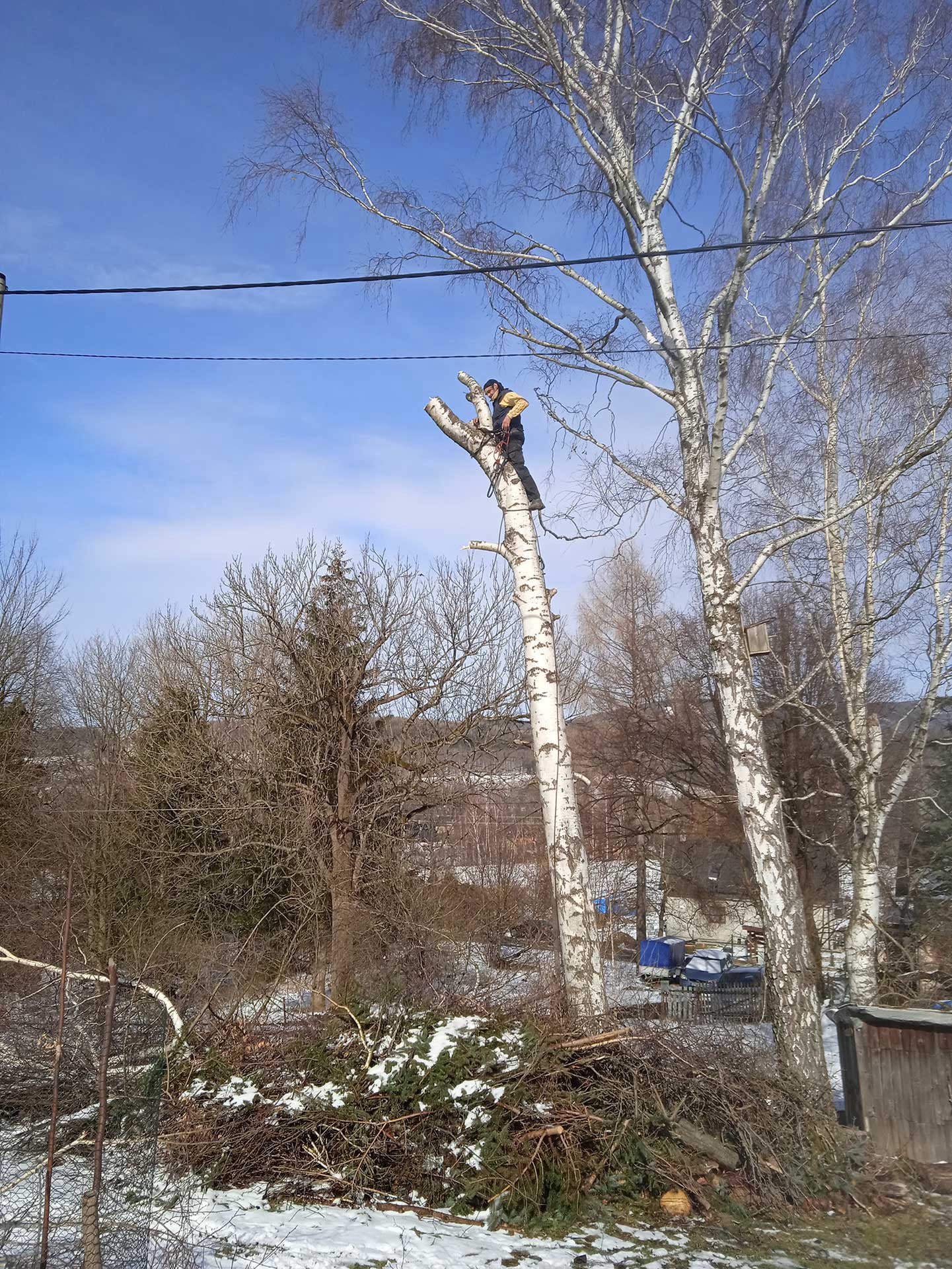 Výškový lezec Aleš Kučera Rizikové kácení stromů Výškové práce Prořezávání stromů a stromku práce s motorovou pilou řezání dřeva ostatní práce horolezeckou technikou