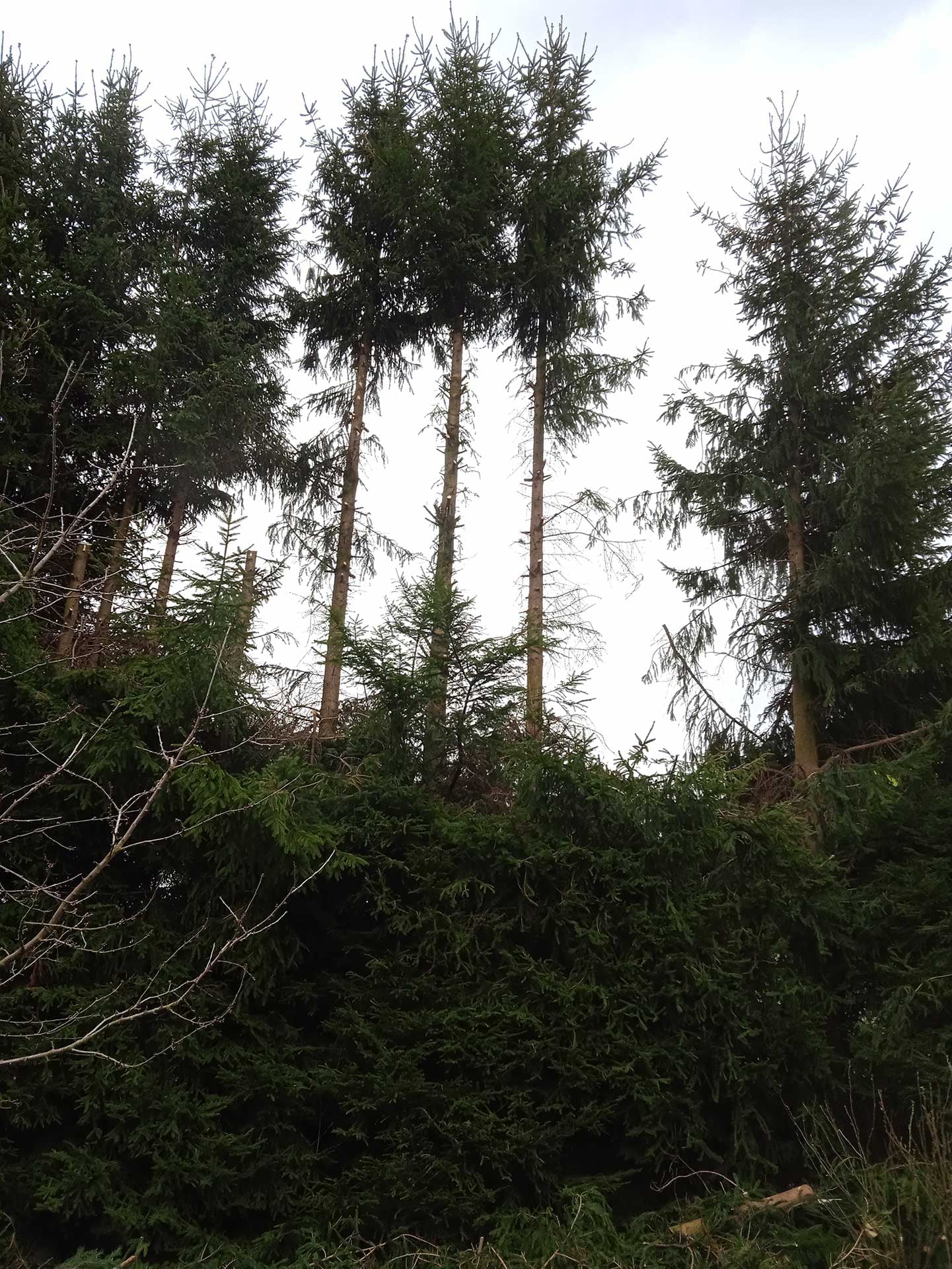 Výškový lezec Aleš Kučera Rizikové kácení stromů Výškové práce Prořezávání stromů a stromku práce s motorovou pilou řezání dřeva ostatní práce horolezeckou technikou