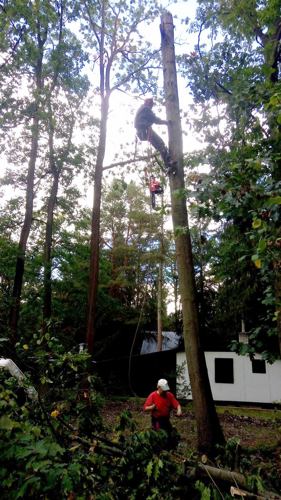 Výškový lezec Aleš Kučera Rizikové kácení stromů Výškové práce Prořezávání stromů a stromku práce s motorovou pilou řezání dřeva ostatní práce horolezeckou technikou