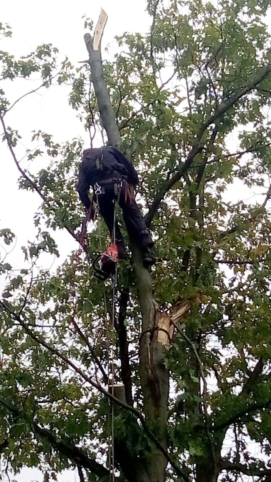 Výškový lezec Aleš Kučera Rizikové kácení stromů Výškové práce Prořezávání stromů a stromku práce s motorovou pilou řezání dřeva ostatní práce horolezeckou technikou