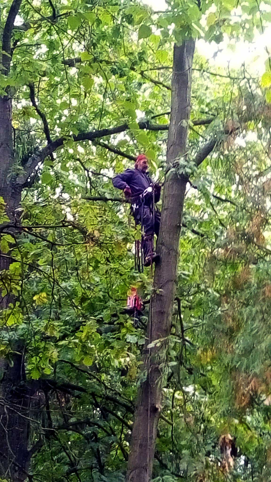 Výškový lezec Aleš Kučera Rizikové kácení stromů Výškové práce Prořezávání stromů a stromku práce s motorovou pilou řezání dřeva ostatní práce horolezeckou technikou