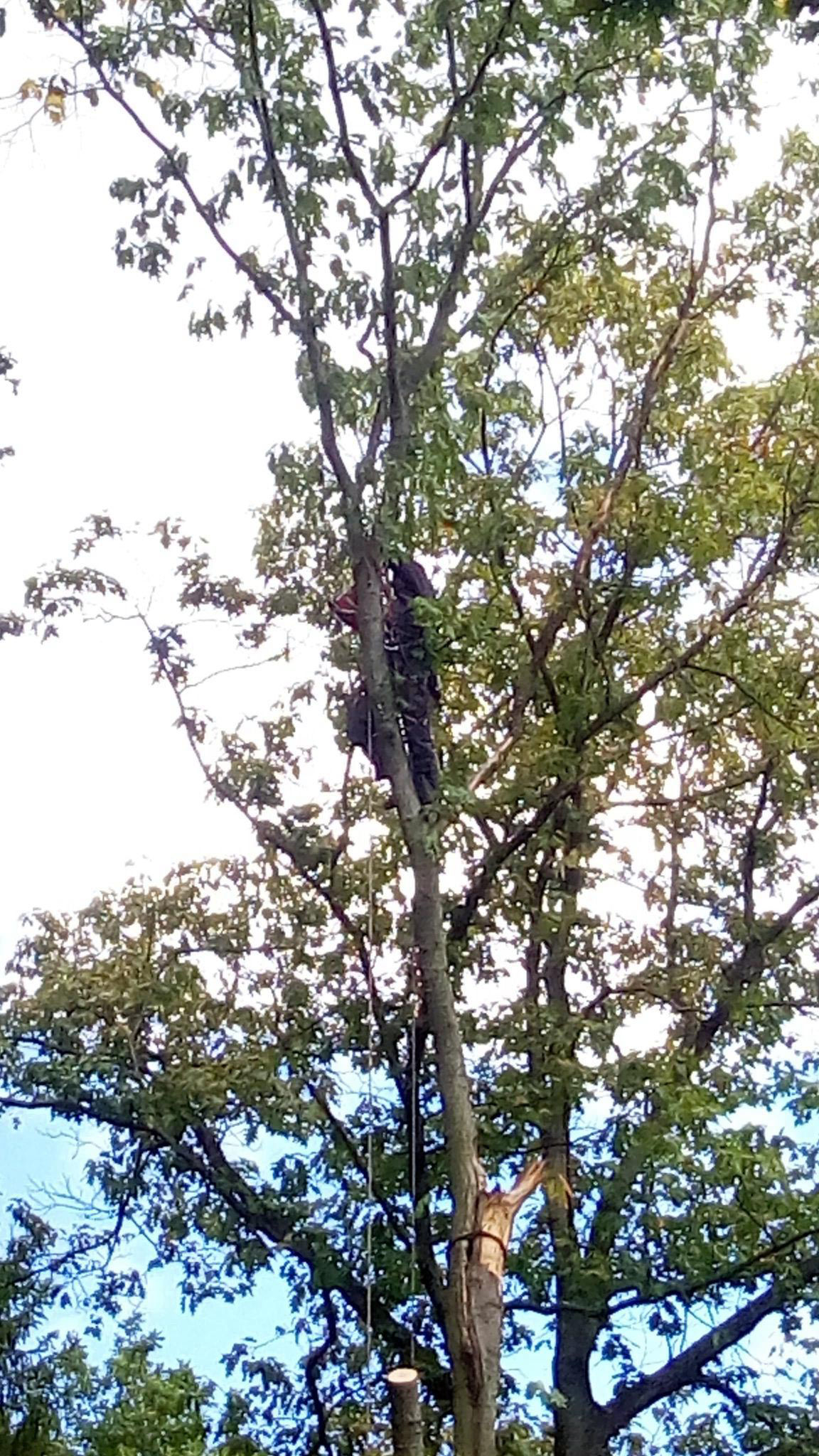 Výškový lezec Aleš Kučera Rizikové kácení stromů Výškové práce Prořezávání stromů a stromku práce s motorovou pilou řezání dřeva ostatní práce horolezeckou technikou