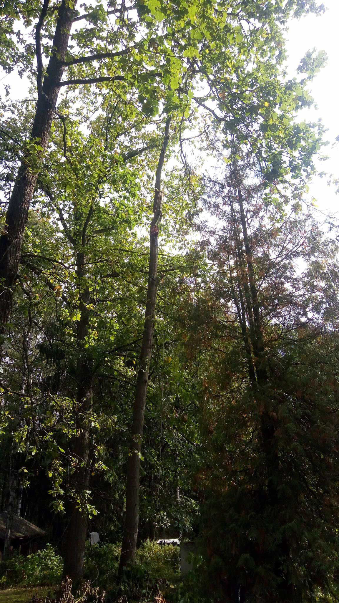 Výškový lezec Aleš Kučera Rizikové kácení stromů Výškové práce Prořezávání stromů a stromku práce s motorovou pilou řezání dřeva ostatní práce horolezeckou technikou