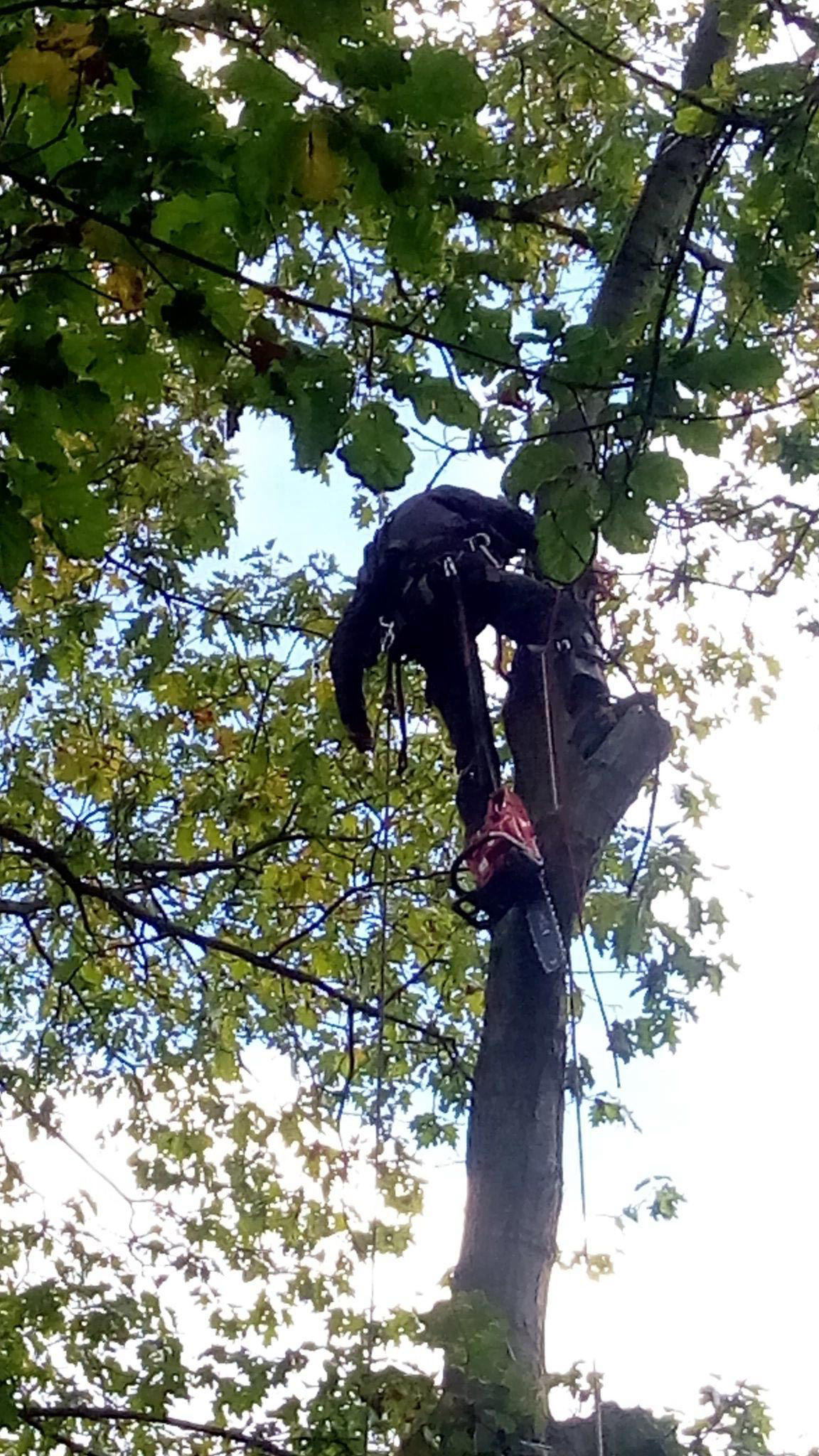 Výškový lezec Aleš Kučera Rizikové kácení stromů Výškové práce Prořezávání stromů a stromku práce s motorovou pilou řezání dřeva ostatní práce horolezeckou technikou